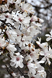 Merrill Magnolia (Magnolia x loebneri 'Merrill') at Stonegate Gardens