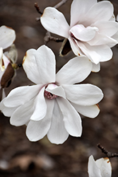Merrill Magnolia (Magnolia x loebneri 'Merrill') at A Very Successful Garden Center