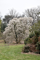 Merrill Magnolia (Magnolia x loebneri 'Merrill') at Stonegate Gardens