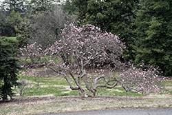 Rubra Red Star Magnolia (Magnolia stellata 'Rubra') at A Very Successful Garden Center