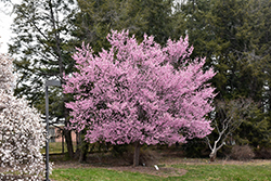 Dream Catcher Flowering Cherry (Prunus 'Dream Catcher') at Lakeshore Garden Centres