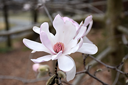 Star Magnolia (Magnolia stellata) at A Very Successful Garden Center