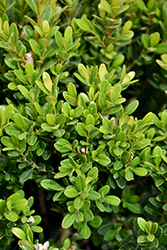 Baby Jade Boxwood (Buxus microphylla 'Grejade') at A Very Successful Garden Center