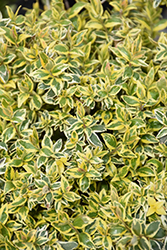 Radiance Abelia (Abelia x grandiflora 'Radiance') at Stonegate Gardens