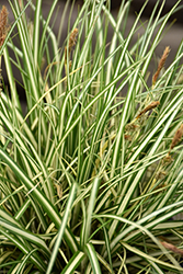 Evergold Variegated Japanese Sedge (Carex oshimensis 'Evergold') at A Very Successful Garden Center
