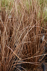 Red Rooster Sedge (Carex buchananii 'Red Rooster') at A Very Successful Garden Center