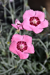 Scent From Heaven Angel Of Peace Pinks (Dianthus 'Angel Of Peace') at Lakeshore Garden Centres