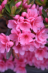 Coral Bells Azalea (Rhododendron 'Coral Bells') at A Very Successful Garden Center