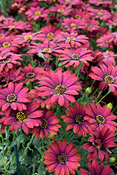 Zion Red African Daisy (Osteospermum 'Zion Red') at Lakeshore Garden Centres