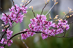 Gold Crown Redbud (Cercis canadensis 'Gold Crown') at A Very Successful Garden Center