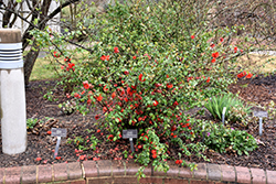 Double Take Orange Flowering Quince (Chaenomeles speciosa 'Orange Storm') at A Very Successful Garden Center