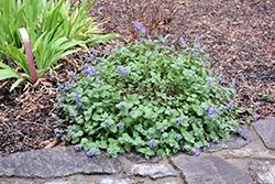 Early Bird Catmint (Nepeta 'Early Bird') at Stonegate Gardens