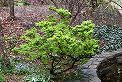 Mikawa Yatsubusa Japanese Maple (Acer palmatum 'Mikawa Yatsubusa') at A Very Successful Garden Center