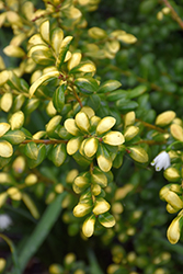 Drops Of Gold Japanese Holly (Ilex crenata 'Drops Of Gold') at Lakeshore Garden Centres