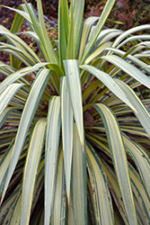 Margaritaville Yucca (Yucca recurvifolia 'Hinvargas') at Lakeshore Garden Centres