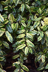 Chirifu Variegated Silverberry (Elaeagnus pungens 'Chirifu') at Lakeshore Garden Centres