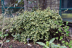 Chirifu Variegated Silverberry (Elaeagnus pungens 'Chirifu') at A Very Successful Garden Center