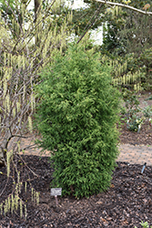 Nana Albospica Japanese Cedar (Cryptomeria japonica 'Nana Albospica') at A Very Successful Garden Center