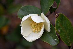 Gail's Favorite Magnolia (Magnolia laevifolia 'GCWOOD213') at Lakeshore Garden Centres