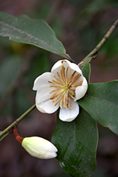 Magnolia (Magnolia laevifolia) at Lakeshore Garden Centres