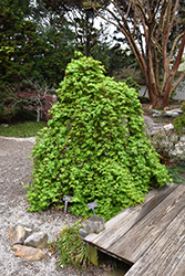 Ryusen Japanese Maple (Acer palmatum 'Ryusen') at A Very Successful Garden Center