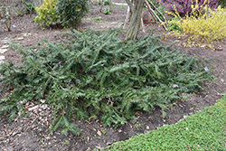 Chinese Plum Yew (Cephalotaxus sinensis) at A Very Successful Garden Center