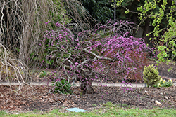 Traveller Weeping Redbud (Cercis canadensis 'Traveller') at A Very Successful Garden Center