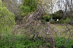 Weeping Fuji Cherry (Prunus incisa 'Pendula') at Stonegate Gardens