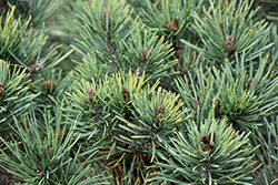KBN Gold Scotch Pine (Pinus sylvestris 'KBN Gold') at A Very Successful Garden Center