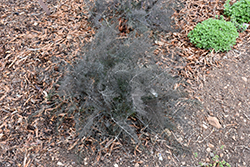 Bronze Fennel (Foeniculum vulgare 'Rubrum') at A Very Successful Garden Center
