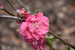Genpei Shidare Flowering Peach (Prunus persica 'Genpei Shidare') at A Very Successful Garden Center