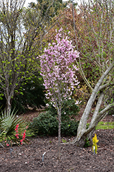 First Blush Flowering Cherry (Prunus 'JFS-KW14') at A Very Successful Garden Center