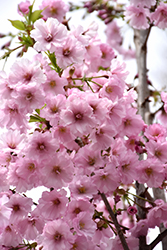 First Blush Flowering Cherry (Prunus 'JFS-KW14') at A Very Successful Garden Center