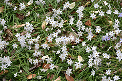 White Star Spring Starflower (Ipheion uniflorum 'White Star') at Lakeshore Garden Centres