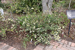 Snow Muffin Chinese Fringeflower (Loropetalum chinense 'Snowmound') at Lakeshore Garden Centres