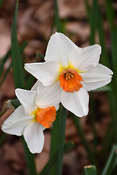 Red Hill Daffodil (Narcissus 'Red Hill') at Lakeshore Garden Centres