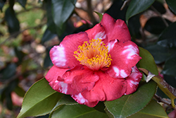 Reg Ragland Camellia (Camellia japonica 'Reg Ragland') at Lakeshore Garden Centres