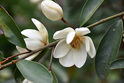 Copperstop Magnolia (Magnolia laevifolia 'Copperstop') at A Very Successful Garden Center