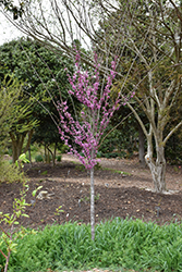 Summer's Tower Redbud (Cercis canadensis 'JN7') at A Very Successful Garden Center