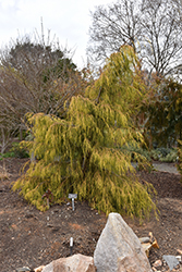 Golden Weeping Monterey Cypress (Cupressus macrocarpa 'Saligna Aurea') at A Very Successful Garden Center