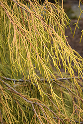 Golden Weeping Monterey Cypress (Cupressus macrocarpa 'Saligna Aurea') at Lakeshore Garden Centres