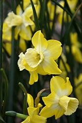 Hillstar Daffodil (Narcissus 'Hillstar') at A Very Successful Garden Center
