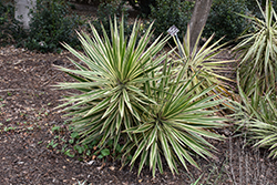 Variegated Spanish Bayonet (Yucca aloifolia 'Variegata') at A Very Successful Garden Center