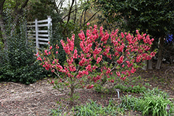 NCSU Dwarf Double Red Flowering Peach (Prunus persica 'NCSU Dwarf Double Red') at A Very Successful Garden Center