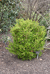 Borderline Boxwood (Buxus sempervirens 'Borderline') at A Very Successful Garden Center