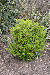 Borderline Boxwood (Buxus sempervirens 'Borderline') at Stonegate Gardens