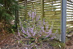 Lilac Daphne (Daphne genkwa) at A Very Successful Garden Center