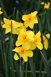 Pappy George Daffodil (Narcissus 'Pappy George') at Lakeshore Garden Centres