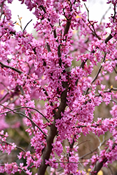 The Rising Sun Redbud (Cercis canadensis 'The Rising Sun') at A Very Successful Garden Center