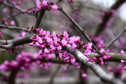 Burgundy Hearts Redbud (Cercis canadensis 'Greswan') at Stonegate Gardens